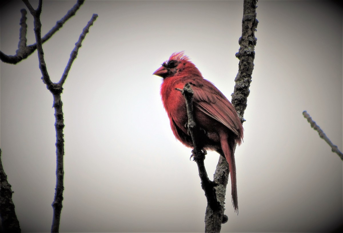 Northern Cardinal - ML168707241