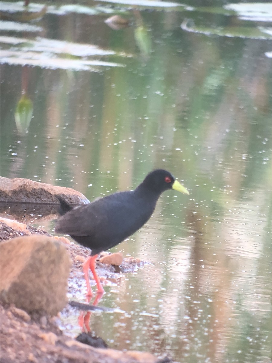 Polluela Negra Africana - ML168707291