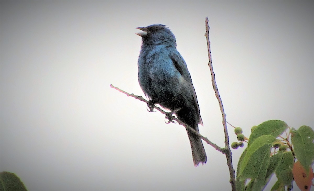Indigo Bunting - ML168707311