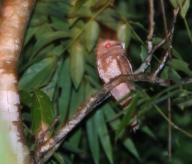 Palawan Frogmouth - ML168707521