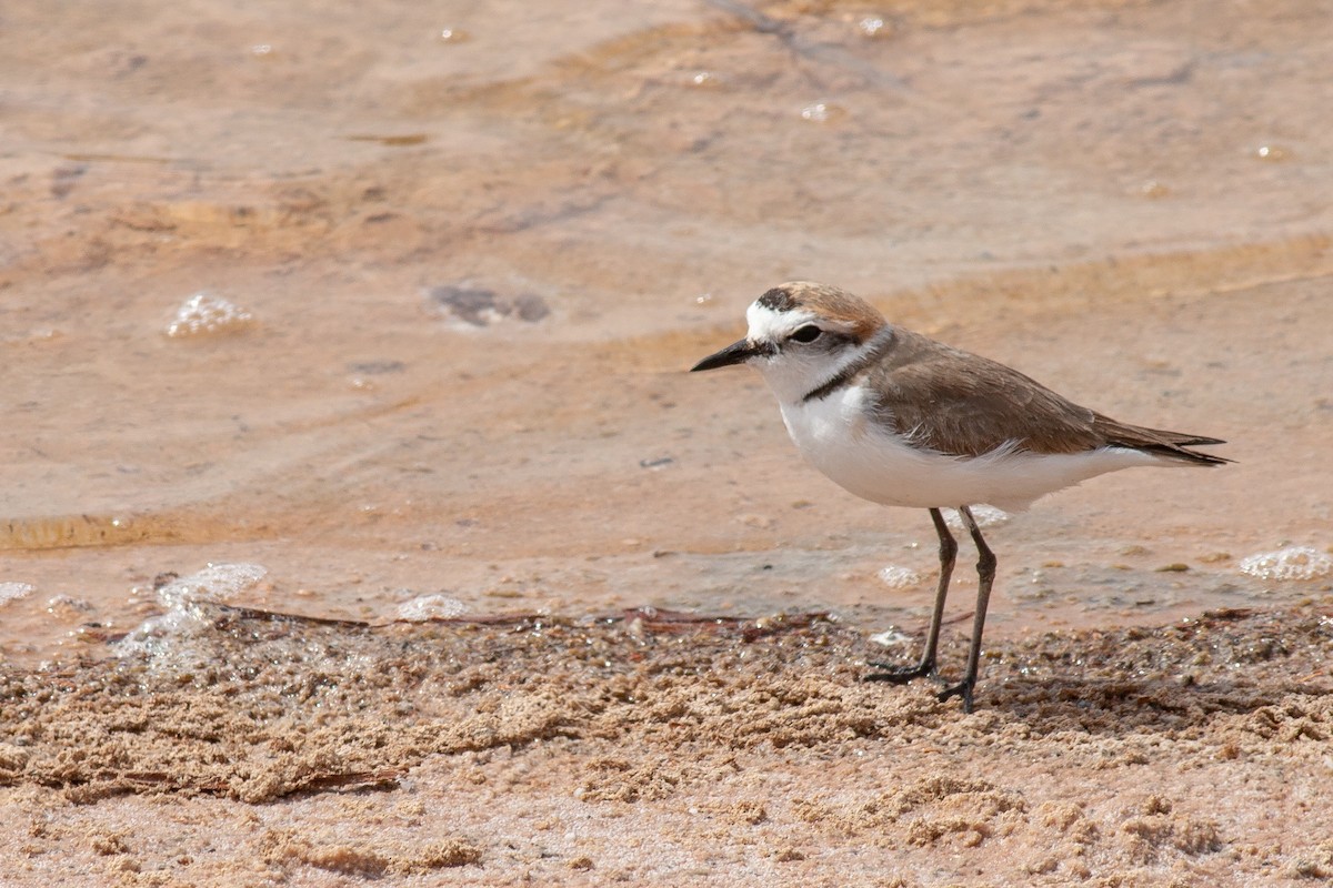 Kentish Plover - Jakub Macháň