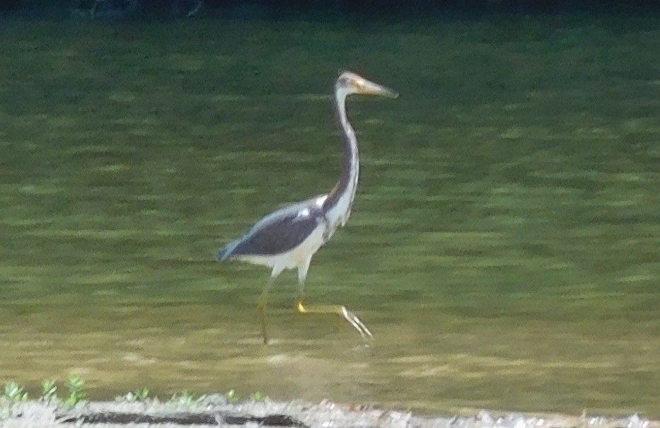Tricolored Heron - ML168709321