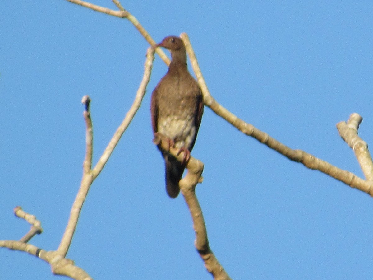 Scaled Pigeon - ML168709471