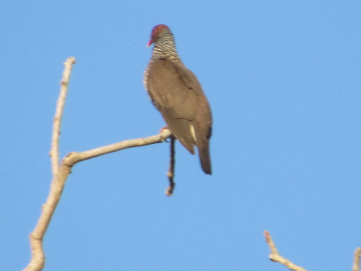 Scaled Pigeon - ML168709481