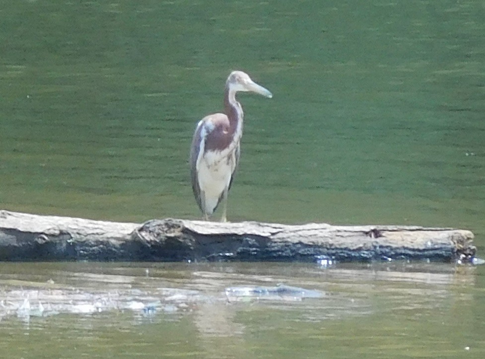 Tricolored Heron - ML168709501