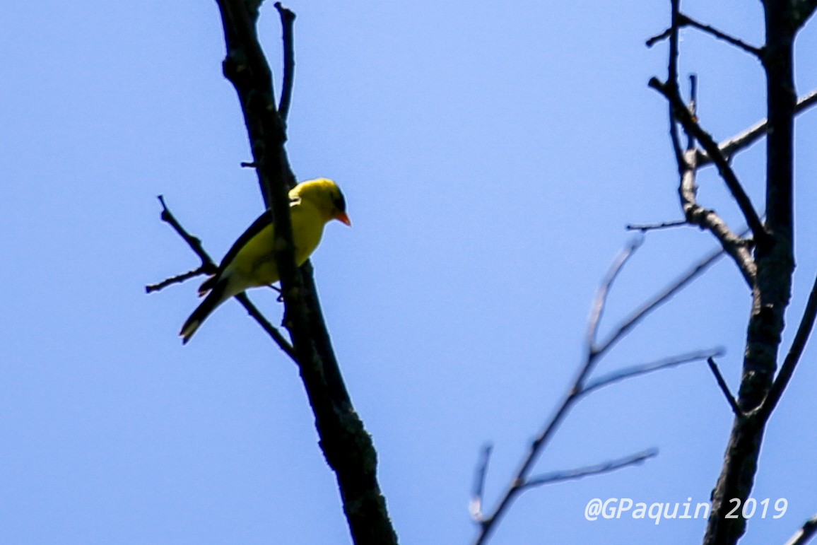 American Goldfinch - ML168711071