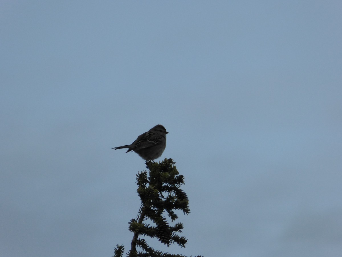 American Tree Sparrow - ML168712411