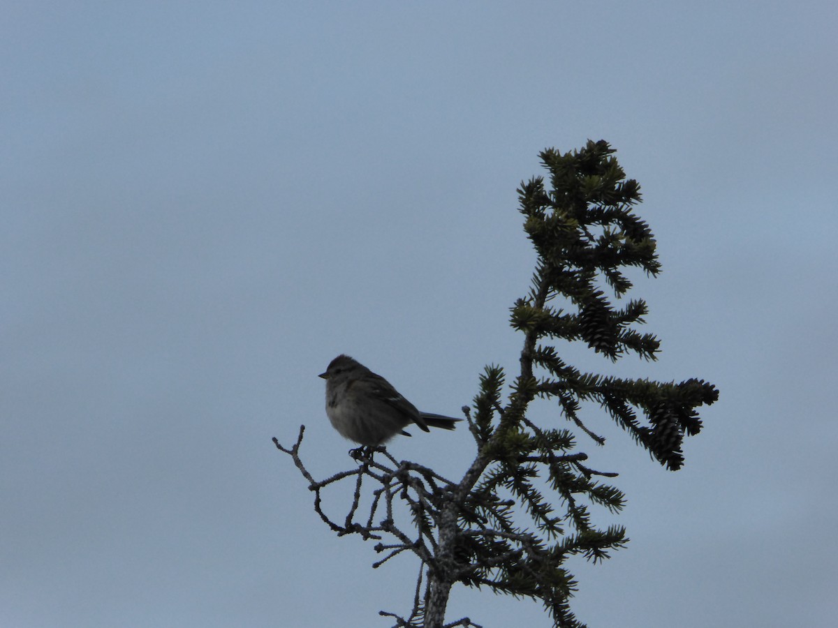 American Tree Sparrow - ML168712441