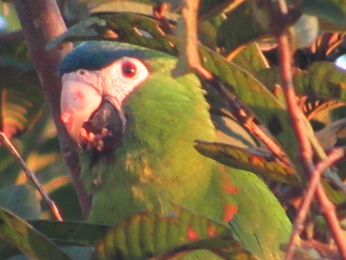 Red-shouldered Macaw - ML168715981