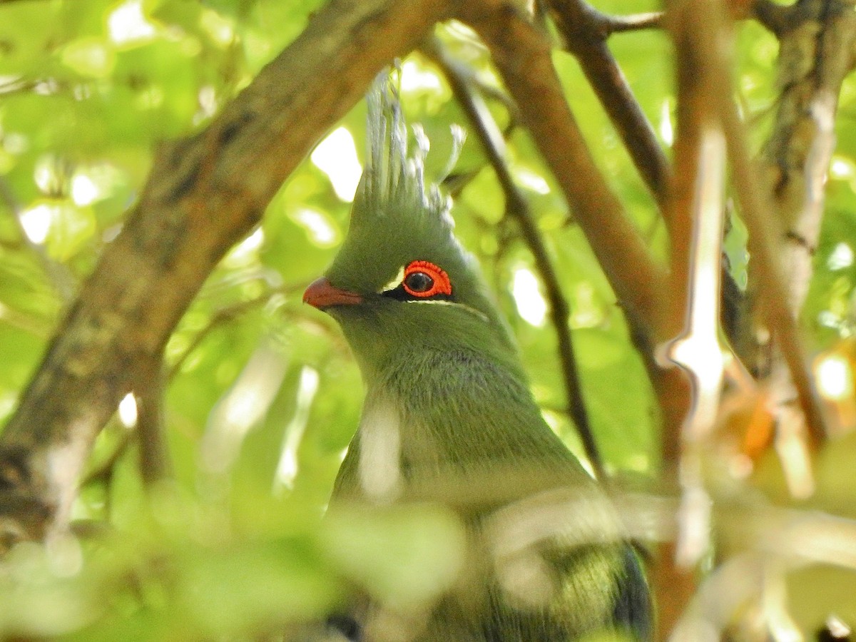 Schalow's Turaco - Kalin Ocaña