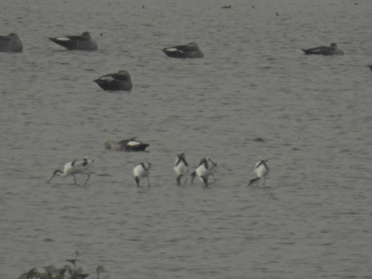 Pied Avocet - ML168717691