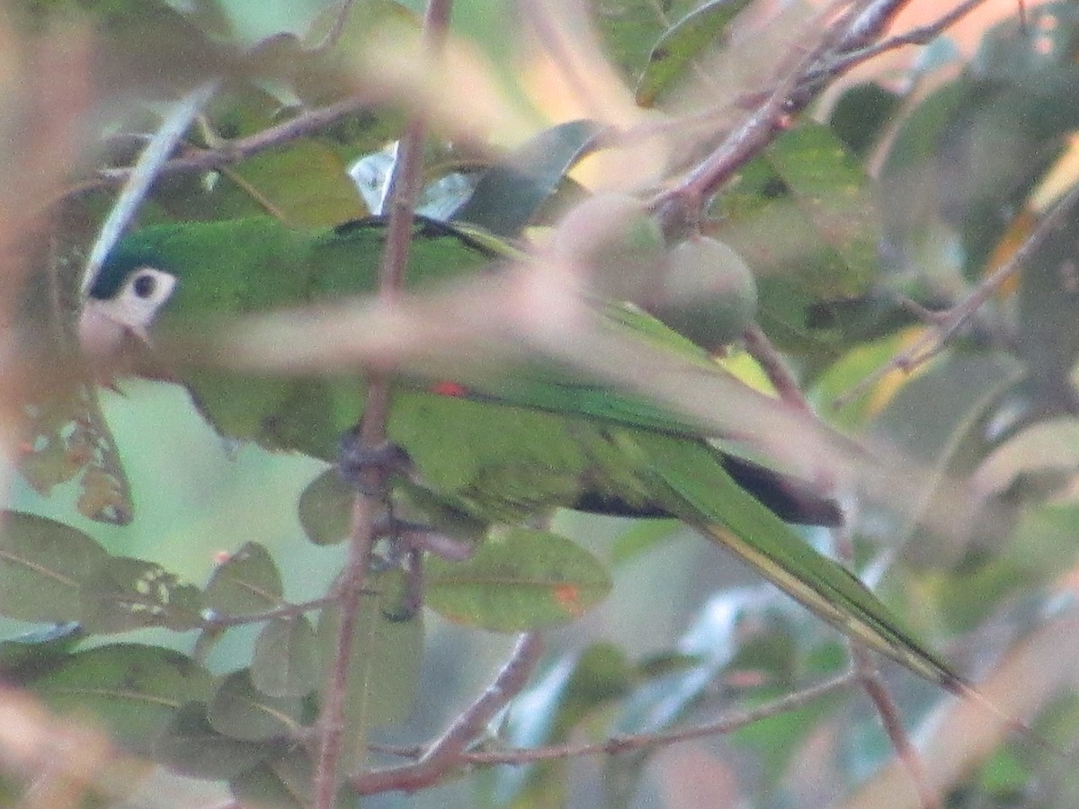 Red-shouldered Macaw - ML168717721