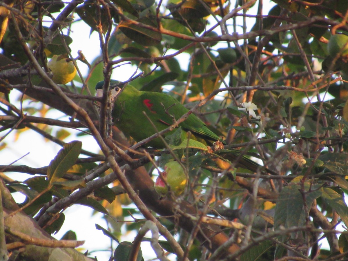 Red-shouldered Macaw - ML168717751