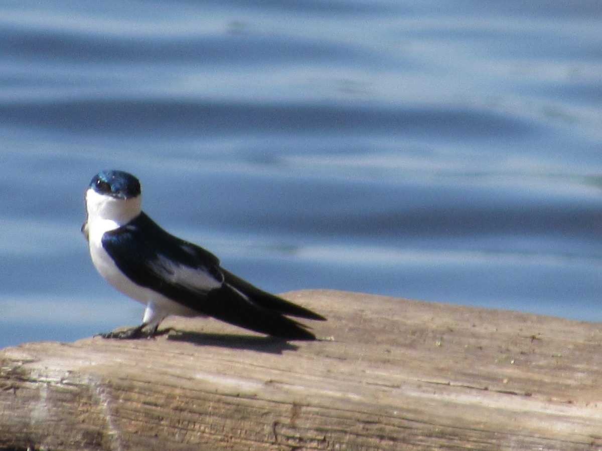 White-winged Swallow - samuel olivieri bornand