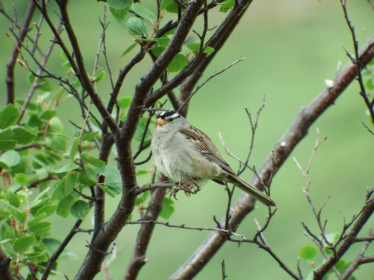 White-crowned Sparrow - ML168719501