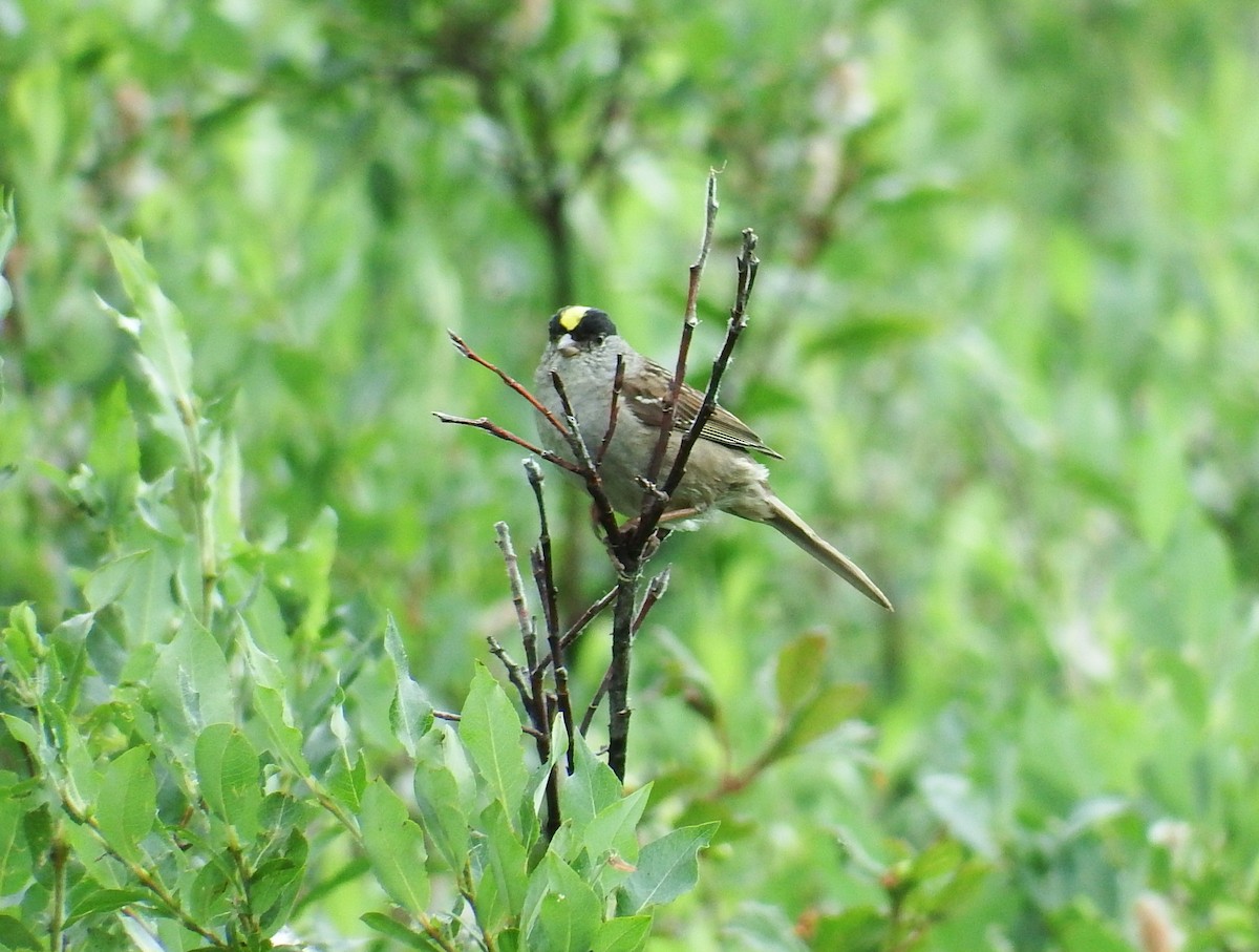 Golden-crowned Sparrow - ML168719521