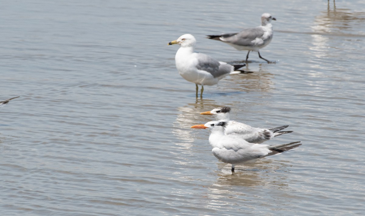 Royal Tern - ML168720621