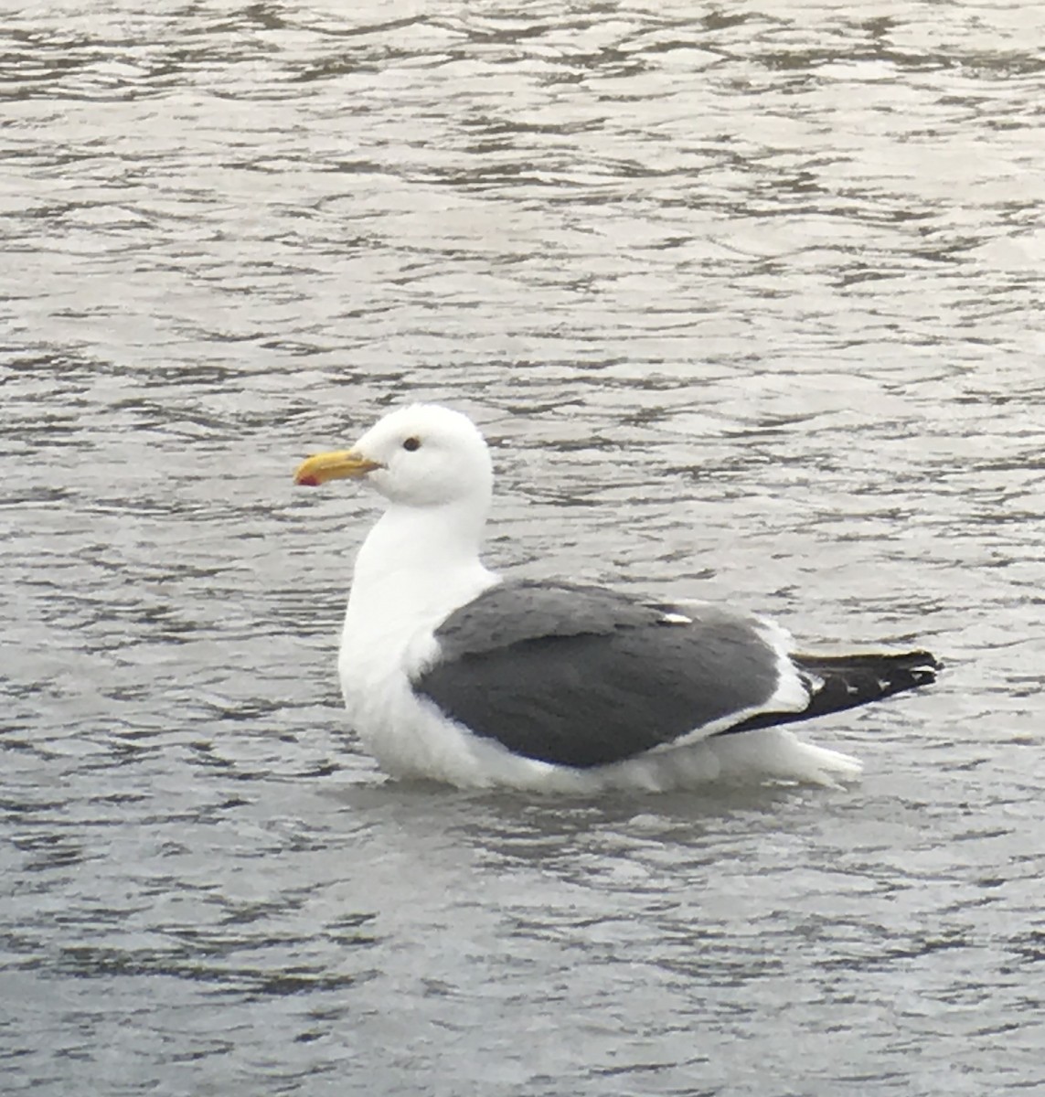 Western Gull - ML168722881