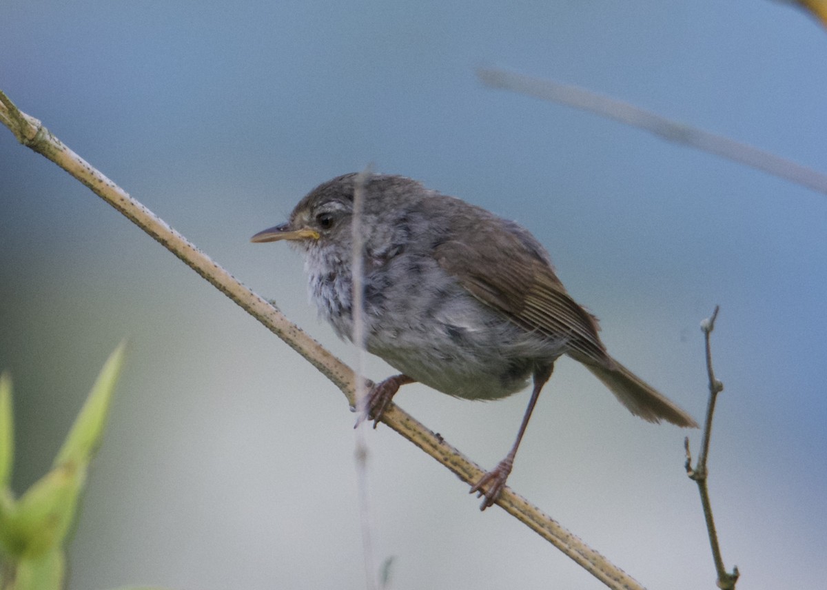 Japanese Bush Warbler - Kanayo Rolle