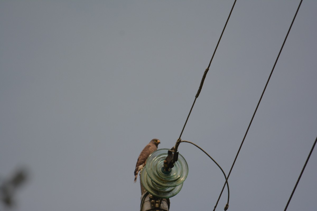 Roadside Hawk - ML168723601