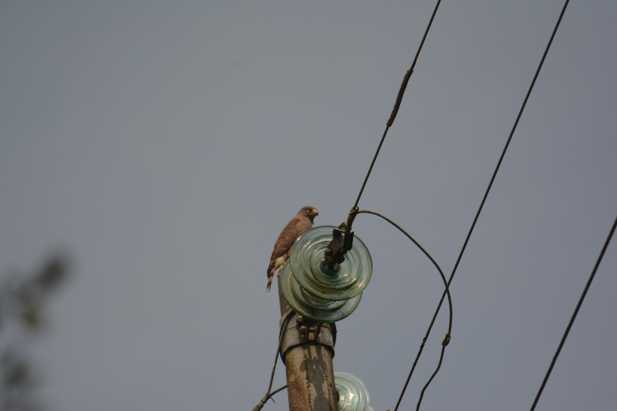 Roadside Hawk - ML168723611