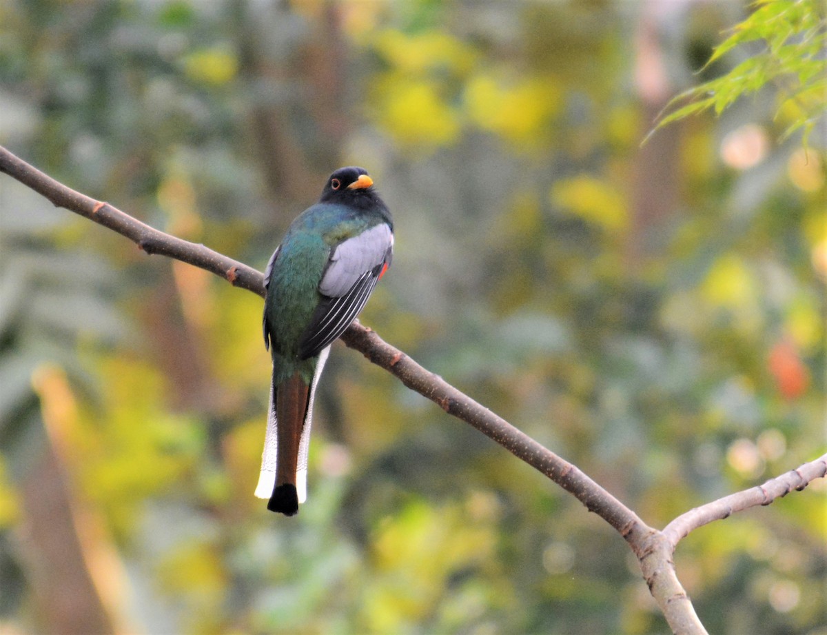 Coppery-tailed Trogon - ML168723631