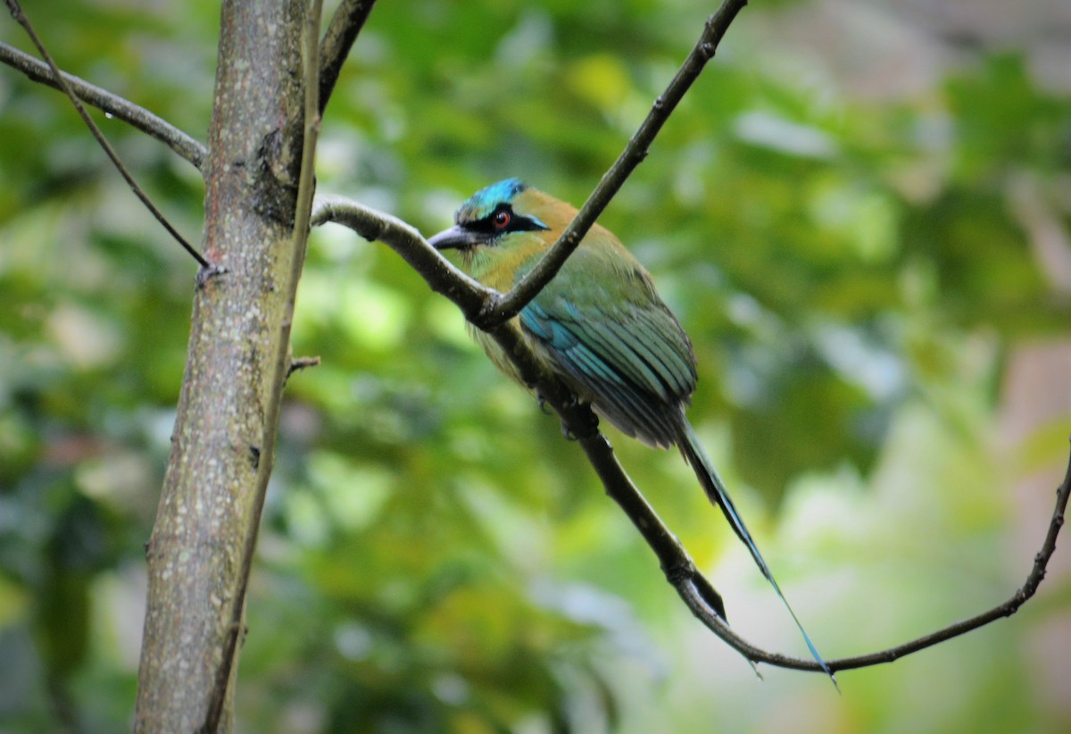 Blue-capped Motmot - ML168723721