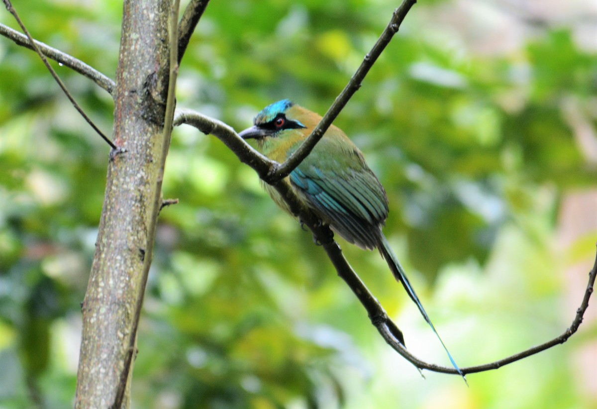 Blue-capped Motmot - ML168723731