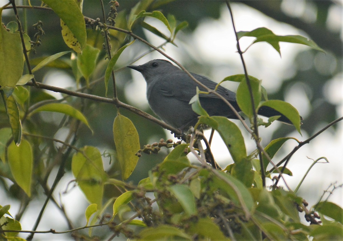 Gray Catbird - ML168723901