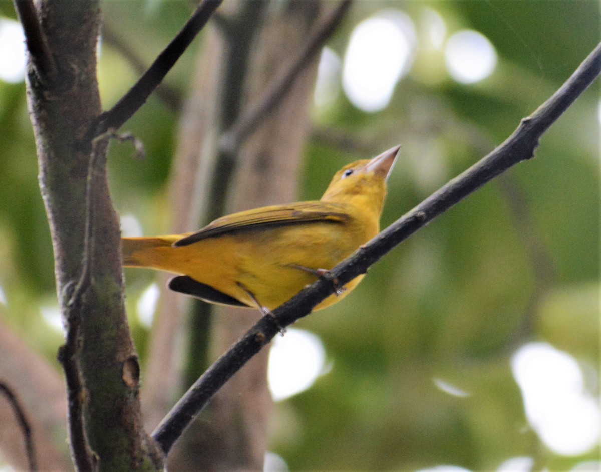 Summer Tanager - ML168724051