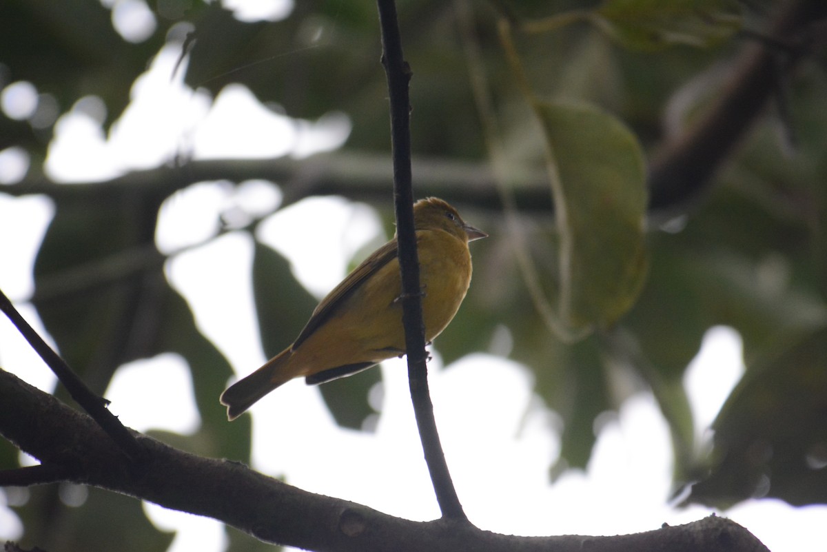 Summer Tanager - ML168724071