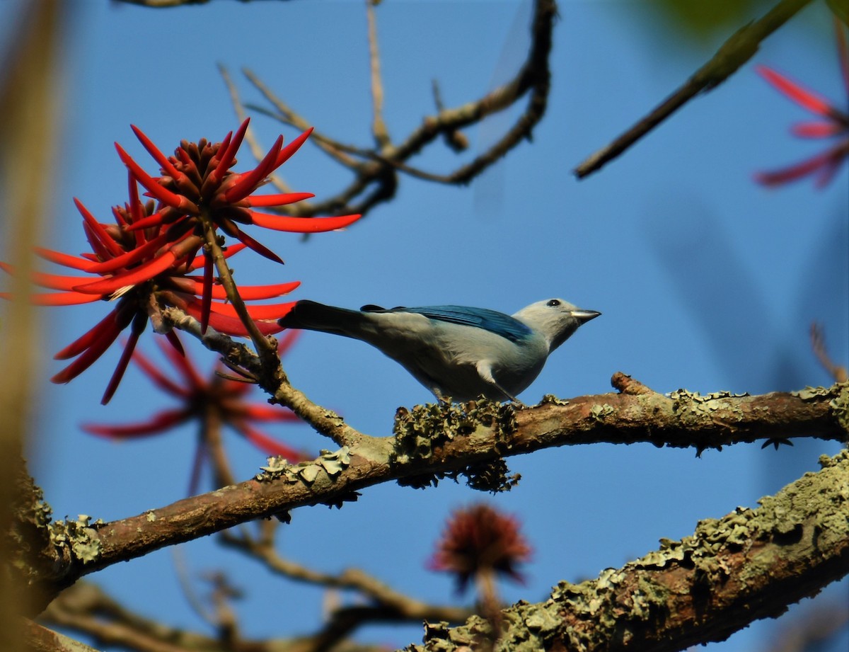 Blue-gray Tanager - ML168724111