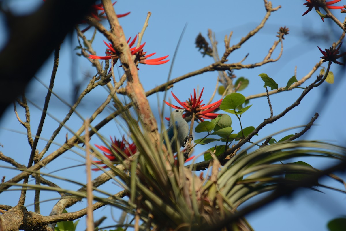 Blue-gray Tanager - ML168724221