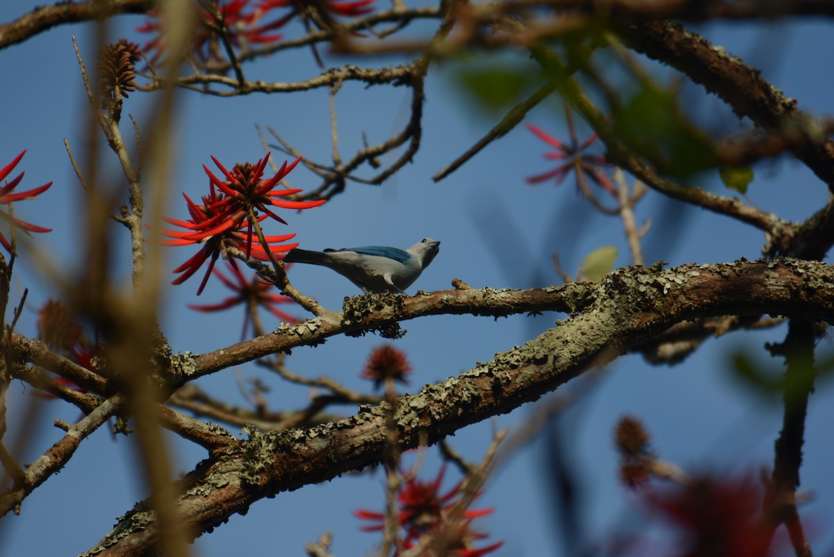 Blue-gray Tanager - ML168724231