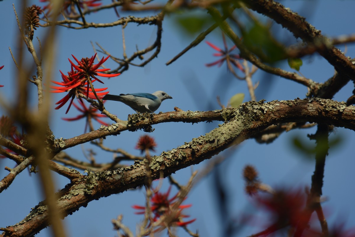 Blue-gray Tanager - ML168724241