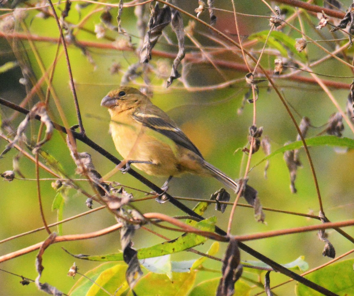 Morelet's Seedeater - ML168724261