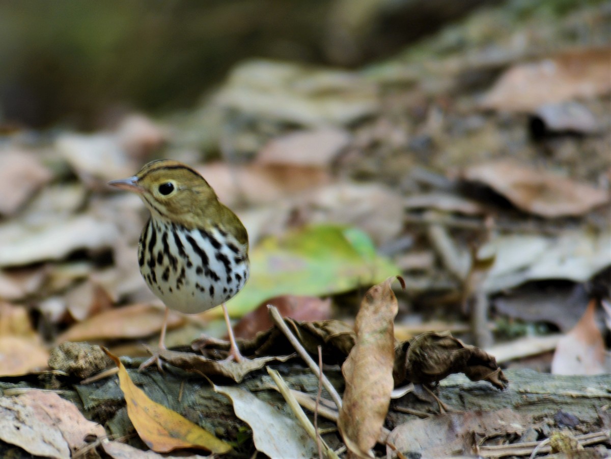 Ovenbird - ML168724361