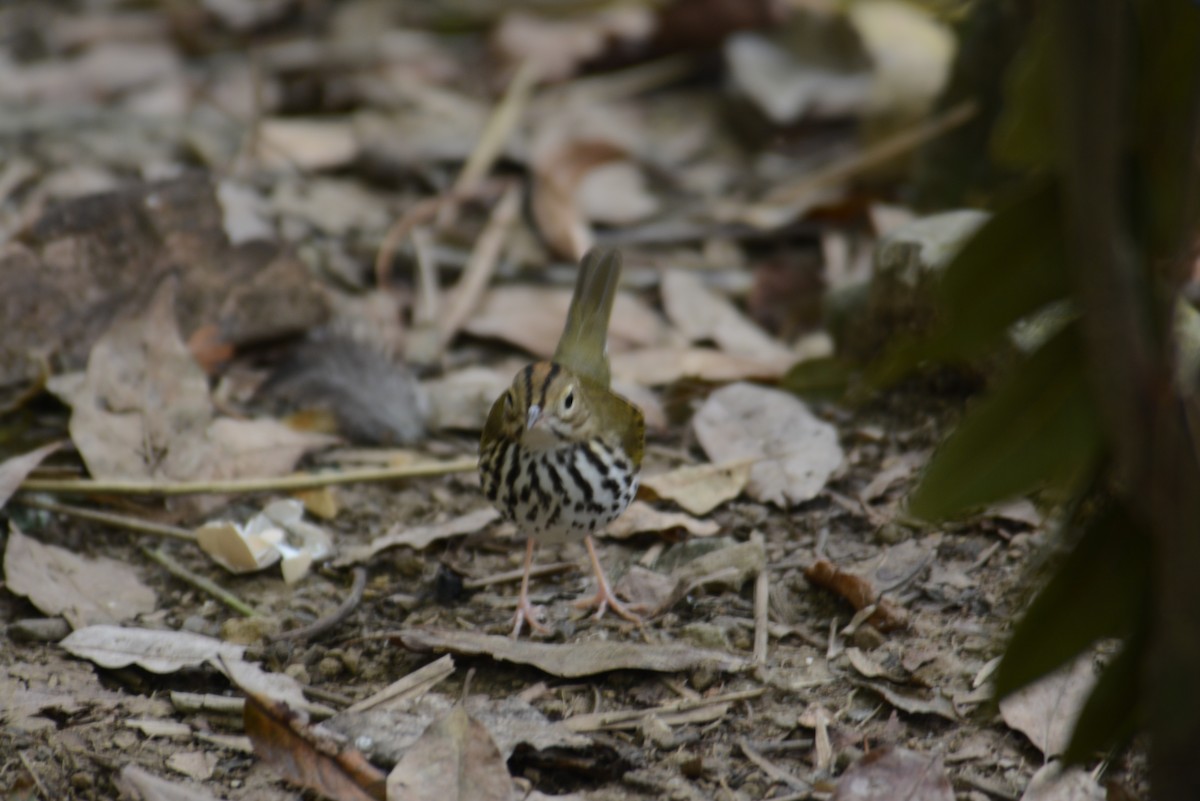 Ovenbird - ML168724381