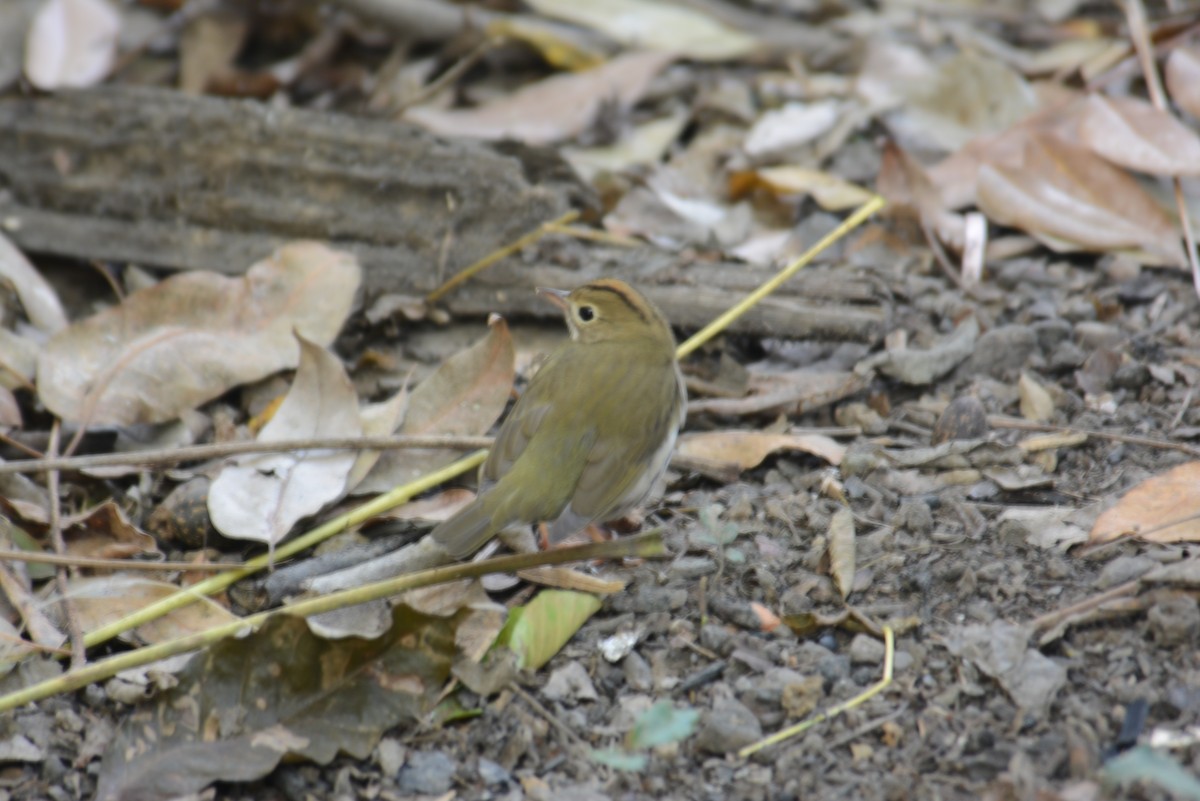 Ovenbird - ML168724391