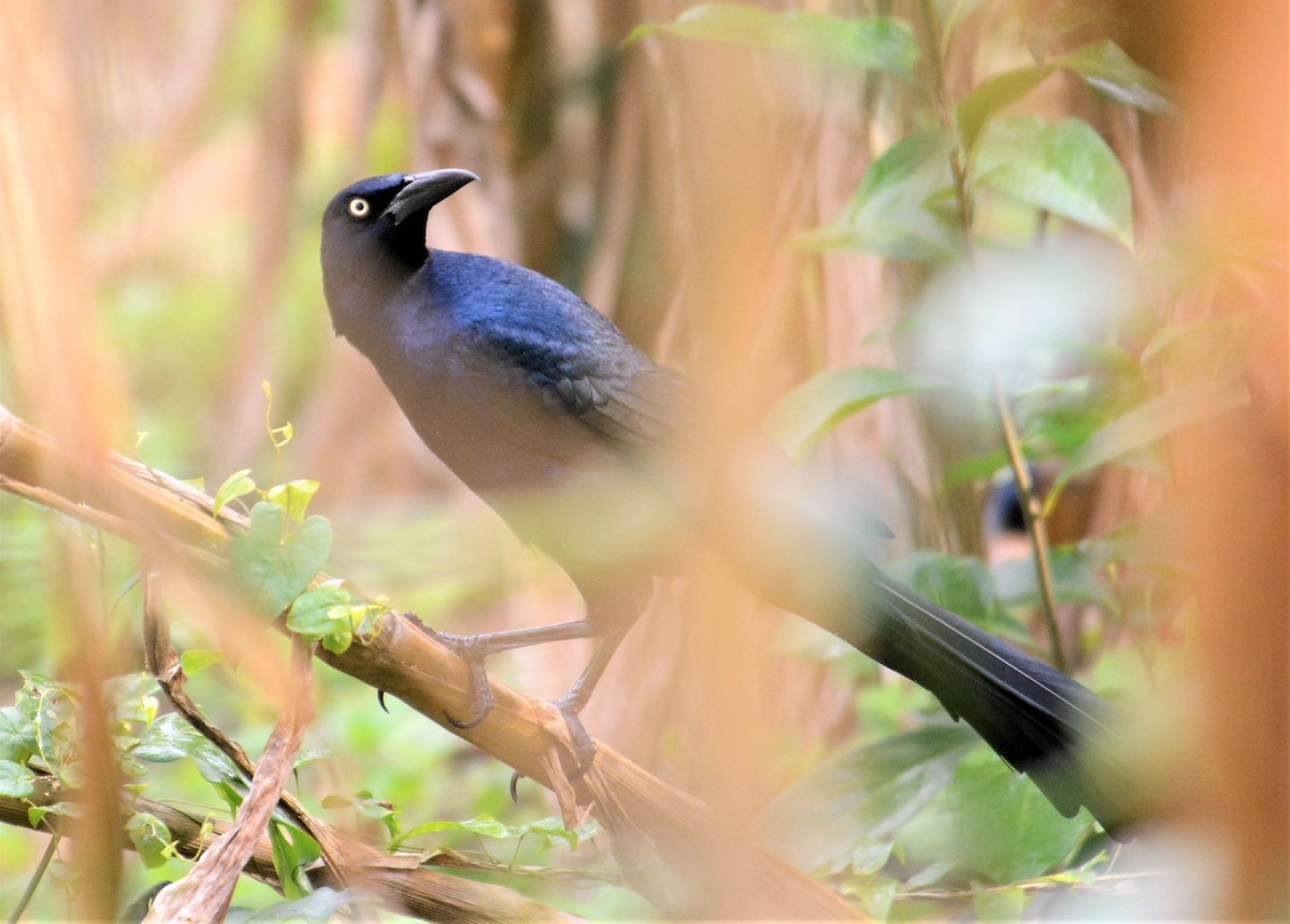 Great-tailed Grackle - ML168724401