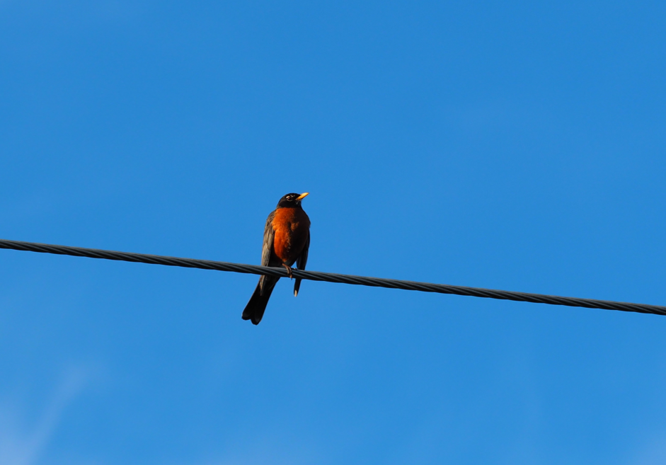 American Robin - ML168724471