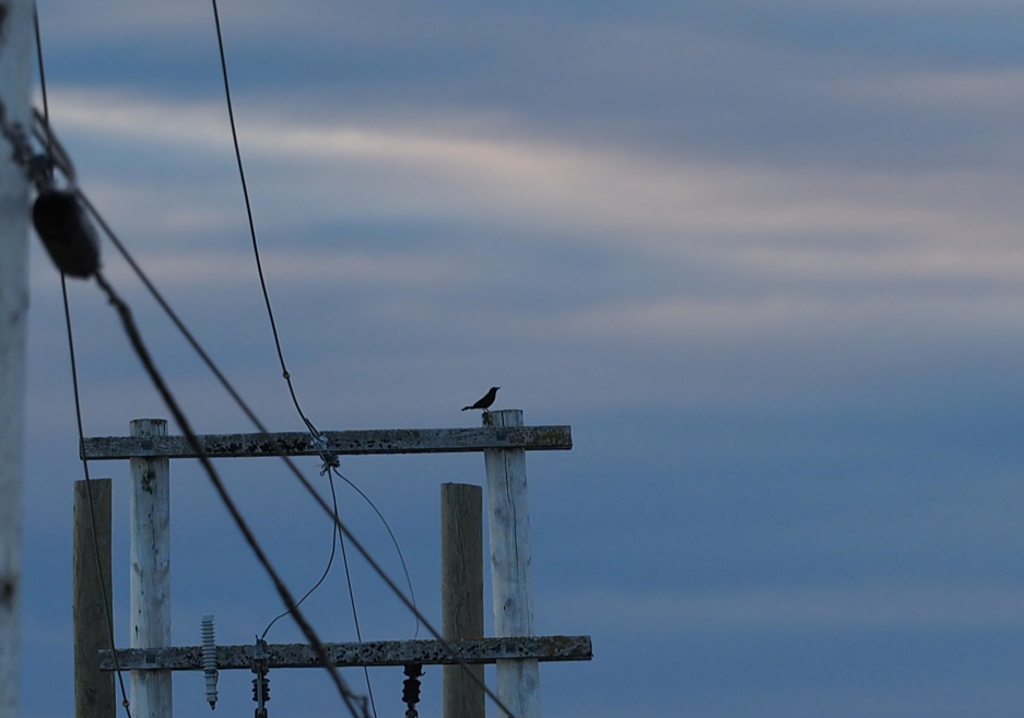 Common Grackle - Thierry Grandmont