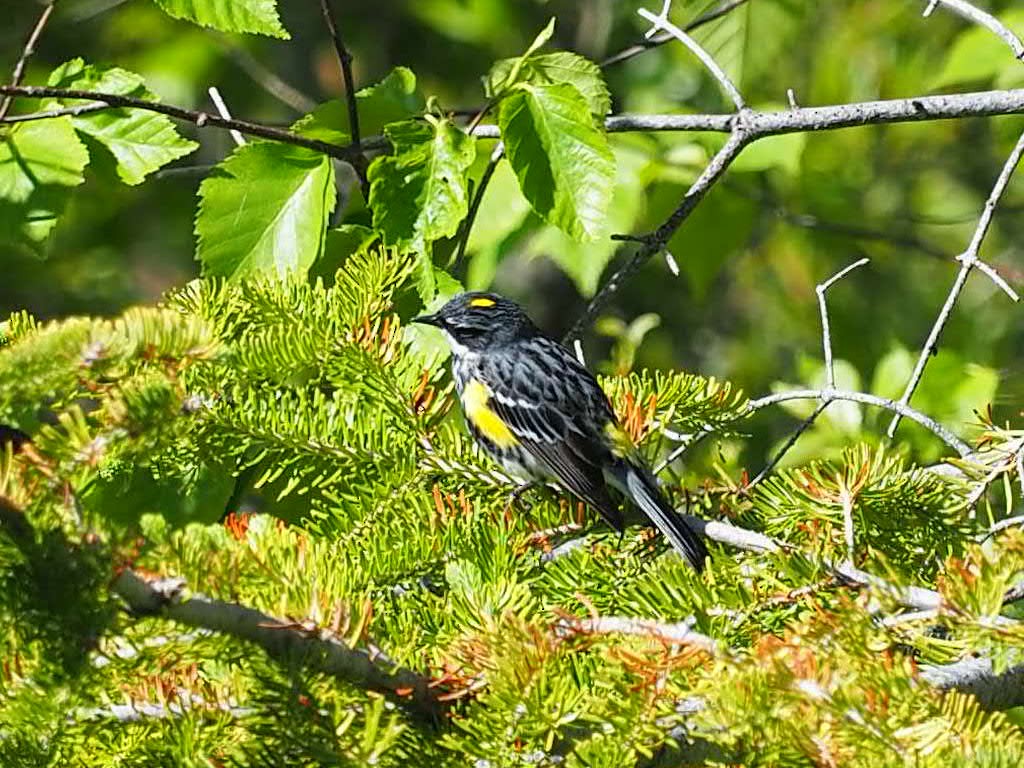 Yellow-rumped Warbler - ML168724511