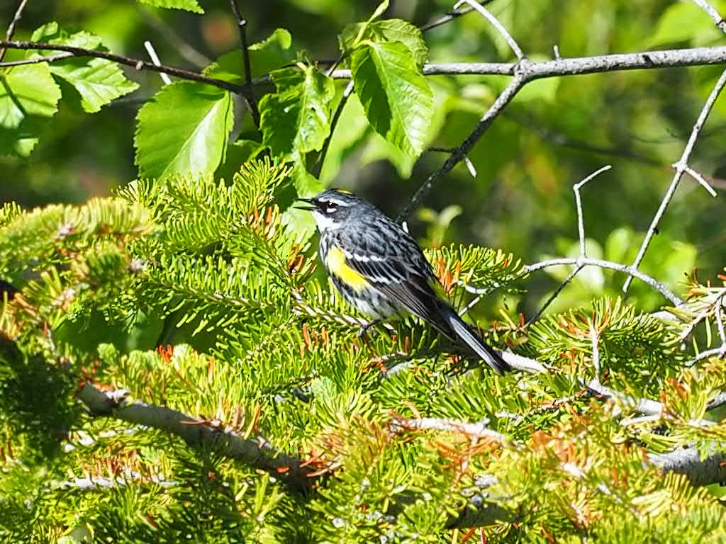 Paruline à croupion jaune - ML168724521