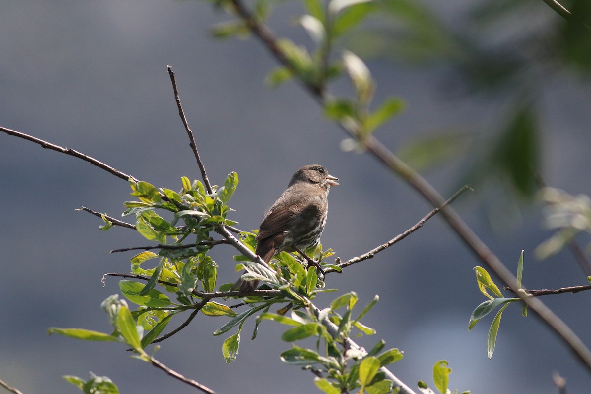 Fox Sparrow (Sooty) - Johnathan Hruska