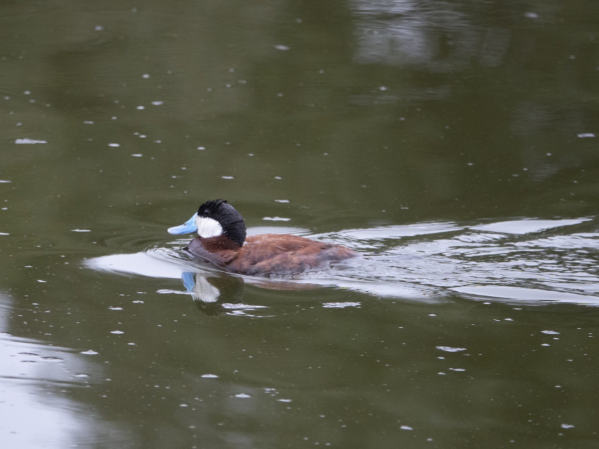 Ruddy Duck - ML168725951