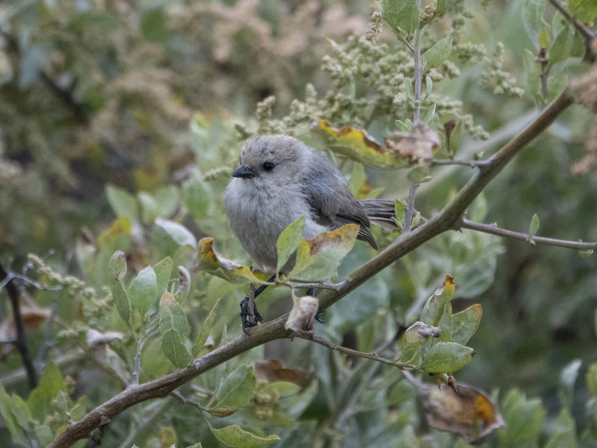 Bushtit - ML168726051