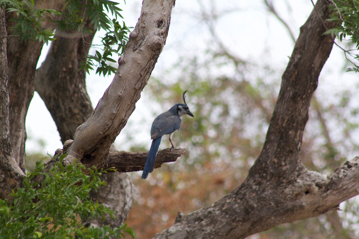 White-throated Magpie-Jay - ML168726451