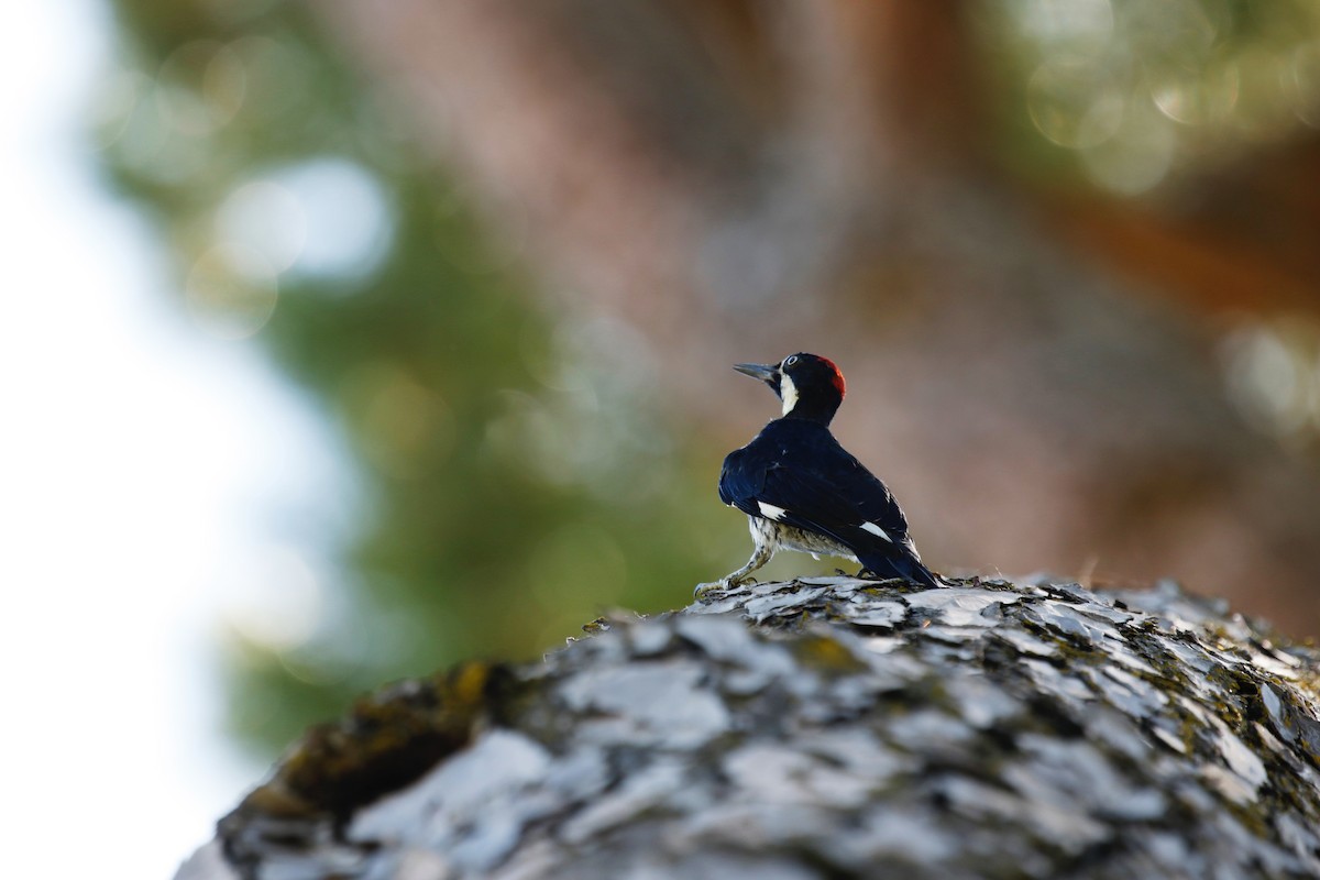 Acorn Woodpecker - ML168726521