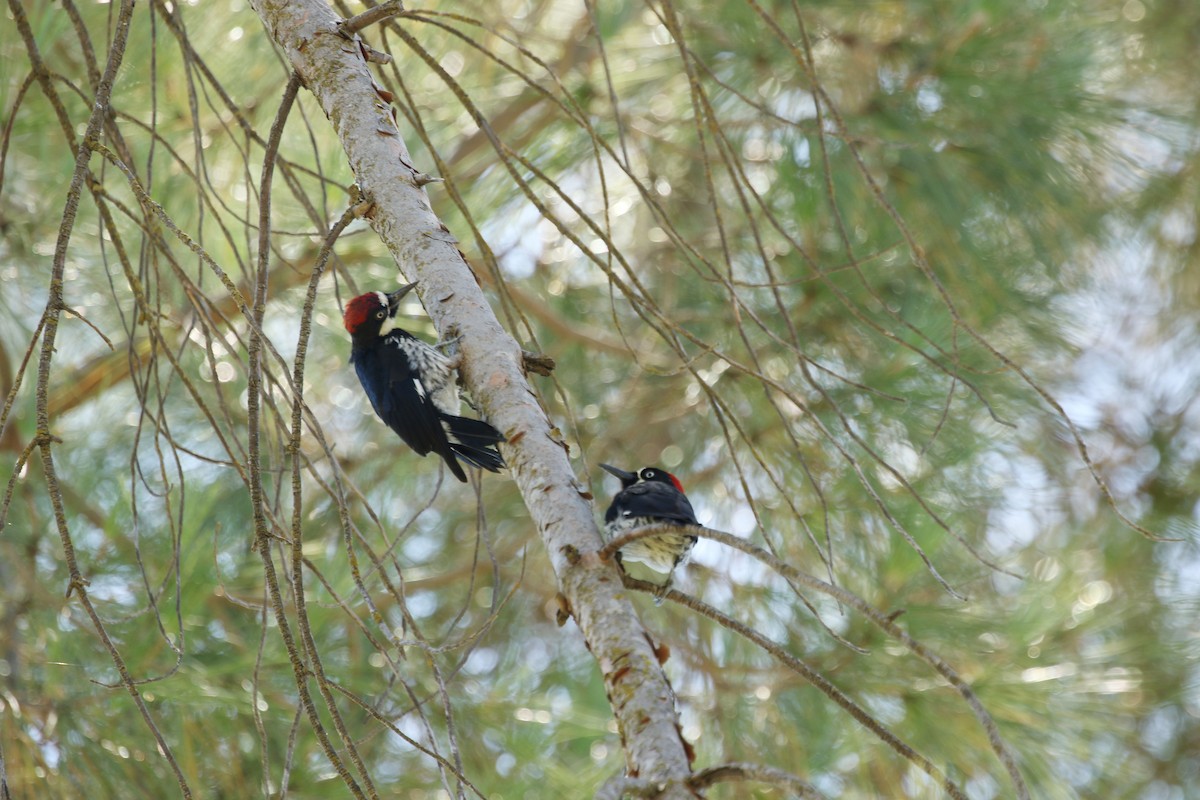 Acorn Woodpecker - ML168726571